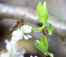 Feeding Dronefly on a white plum flower