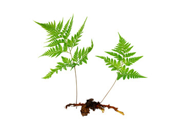 Isolated Fern Plant with Root. Transparent PNG for Botanical Design