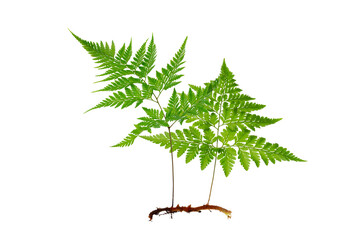 Isolated Fern Plant with Root. Transparent PNG for Botanical Design