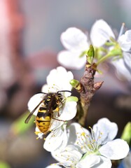 Feeding Wasp on a white plum flower