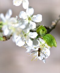 Feeding Dronefly on a white plum flower