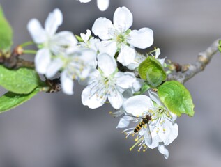 Feeding Dronefly on a white plum flower