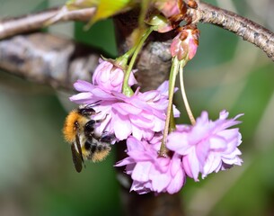 Wild Bee collecting pollen from a pink cherry flower