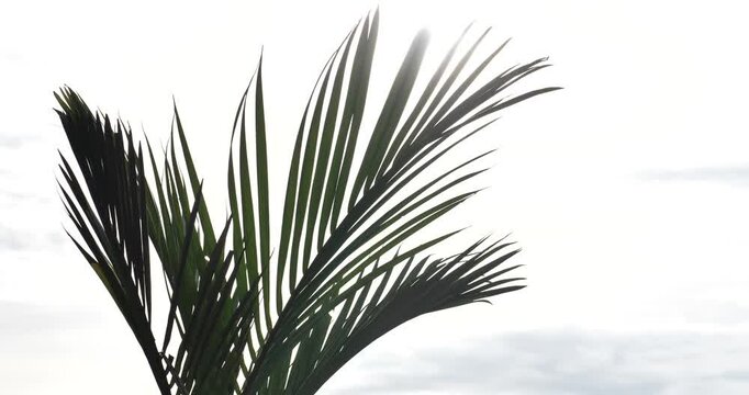 Silhouette of palm leaves, coconut leaves