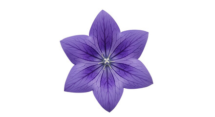 Captivating purple balloon flower illustration on pristine white background design