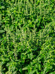 Verde intenso: un campo di basilico in piena fioritura”