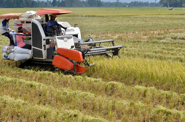 combine harvester in field