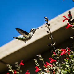 butterfly on the flower
