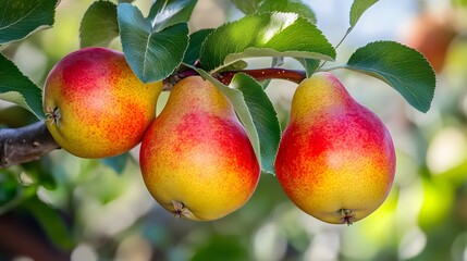 Obraz premium Three Ripe Red and Yellow Pears on Branch