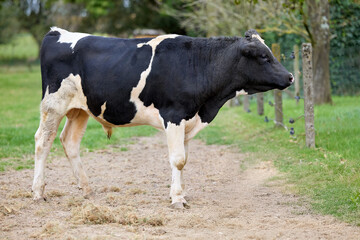 A young black and white Holstein bull stands on a dirt path in a rural European pasture. Full body profile view.