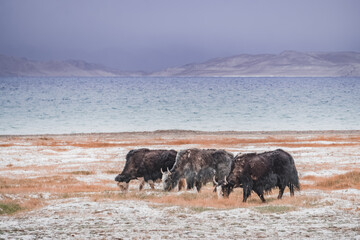 A herd of yaks walks along the grassy valleys of the Pamir highlands against the backdrop of...