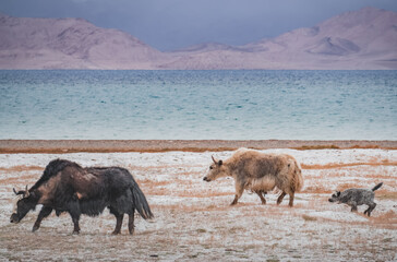 A herd of yaks walks along the grassy valleys of the Pamir highlands against the backdrop of...