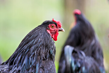 A detailed close-up of a black chicken with glossy feathers and a vibrant red comb. Another chicken is blurred in the soft, green, natural background, suggesting a farm setting.

