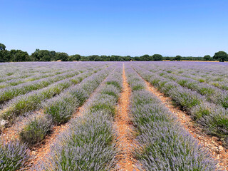 Lavender field in Provence, France