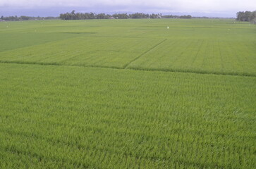 green field in the morning