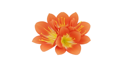 Elegant Clivia Flower Blossom with Vibrant Orange Petals on a Clean White Background