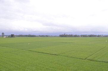 landscape with green field
