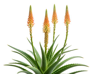 Fototapeta premium Four orange aloe vera flowers bloom atop lush green succulent leaves, isolated on transparent background