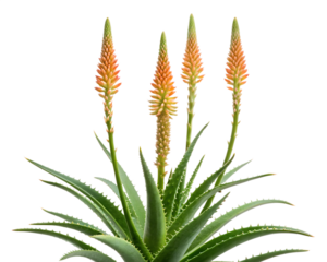 Four orange aloe vera flowers bloom atop lush green succulent leaves, isolated on transparent background