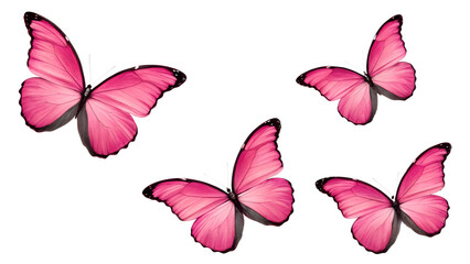 Obraz premium Four pink butterflies with spread wings isolated on transparent background, a vibrant and delicate image