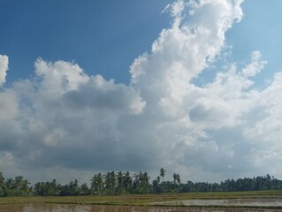 Dramatic Sky Over Rice Fields: Cumulus Clouds and Palm Trees Landscape.