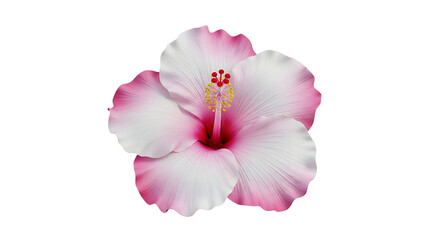 Elegant pink and white hibiscus flower blossom with detailed stamen isolated against white