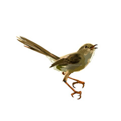 Fototapeta premium Hill Prinia bird without background (Prinia familiaris)