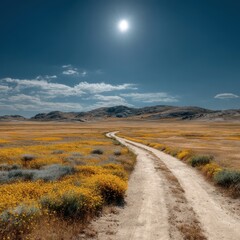 Dusty road leads through a vibrant field under a bright sun