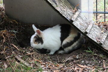 Geschecktes Zwergkaninchen im Freigehege, schützt sich vor der Sonne.