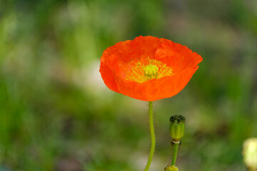 鮮やかに咲く赤いヒナゲシの花