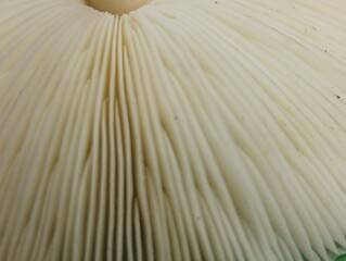 Intricate Mushroom Gills: Detailed Macro View of Delicate Texture and Form.