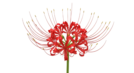Isolated vibrant red spider lily showcasing intricate petal arrangement and graceful stamen