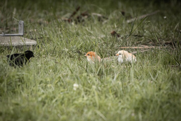 Baby chicks outdoors in the meadow