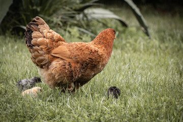 Close up of mother chicken and her children chicks in the meadow