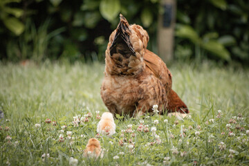 Close up of mother chicken and her children chicks in the meadow