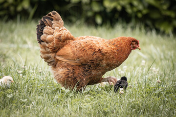 Close up of mother chicken and her children chicks in the meadow