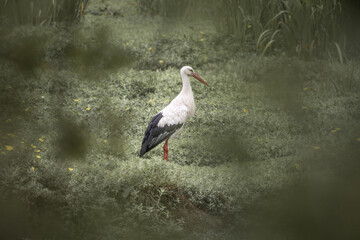portrait of a stork in the marsh