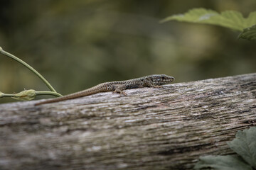 portrait of cute lizard warming in the sun