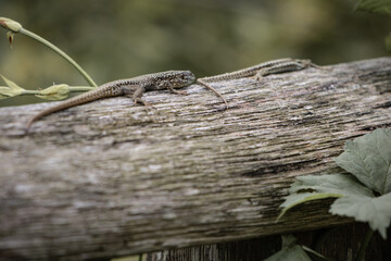 portrait of a couple of cute lizards warming in the sun