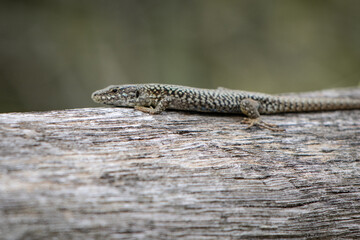 portrait of cute lizard warming in the sun