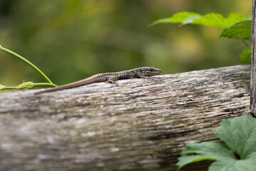 portrait of cute lizard warming in the sun