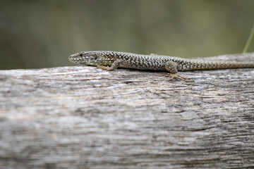 portrait of cute lizard warming in the sun on a wooden branch