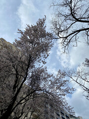 Blooming cherry trees against cloudy spring sky and city buildings, low angle view of blossoming urban nature