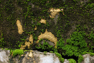 An abstract macro shot of vibrant green moss and peeling yellow paint on a dark, weathered concrete...