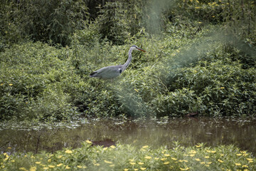 beautiful heron in the marsh observing, hunting fish