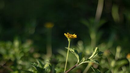 A single yellow wildflower stands tall against a soft, blurred green background of leaves. A beautiful and simple image symbolizing solitude, hope, resilience, and individuality.

