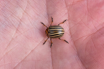 Colorado Potato Beetle on Human Hand – Close-Up Macro of Agricultural Pest