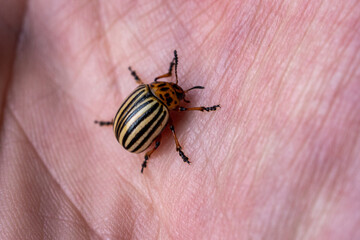 Colorado Potato Beetle on Human Hand – Close-Up Macro of Agricultural Pest