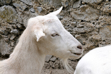 Kopf einer weilblichen Ziege. Head of a female goat.