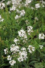 Bed of Dame's Violet plants, Kent England
